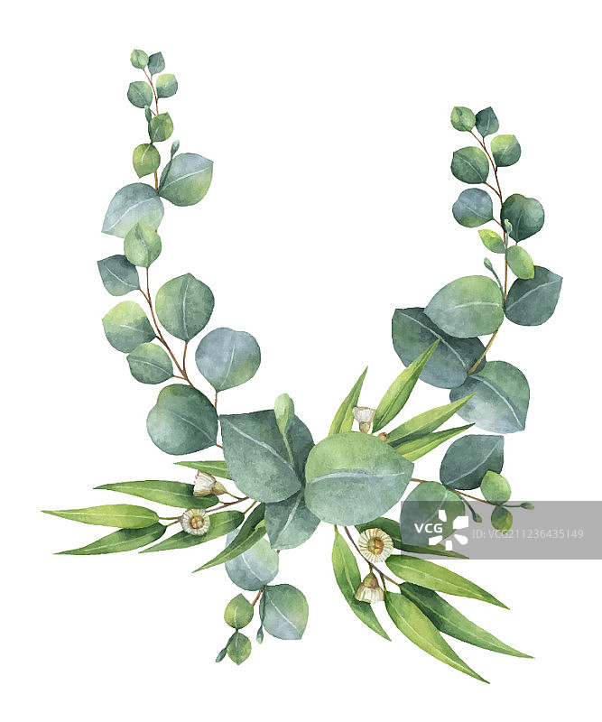 水彩桉树花束图片素材