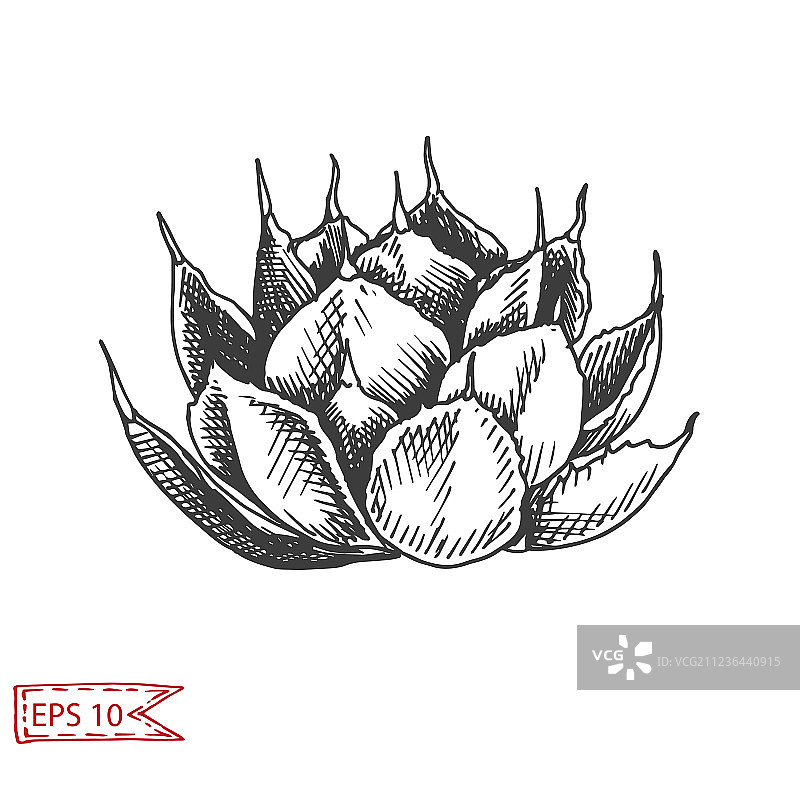 多肉植物卡片素描图片素材