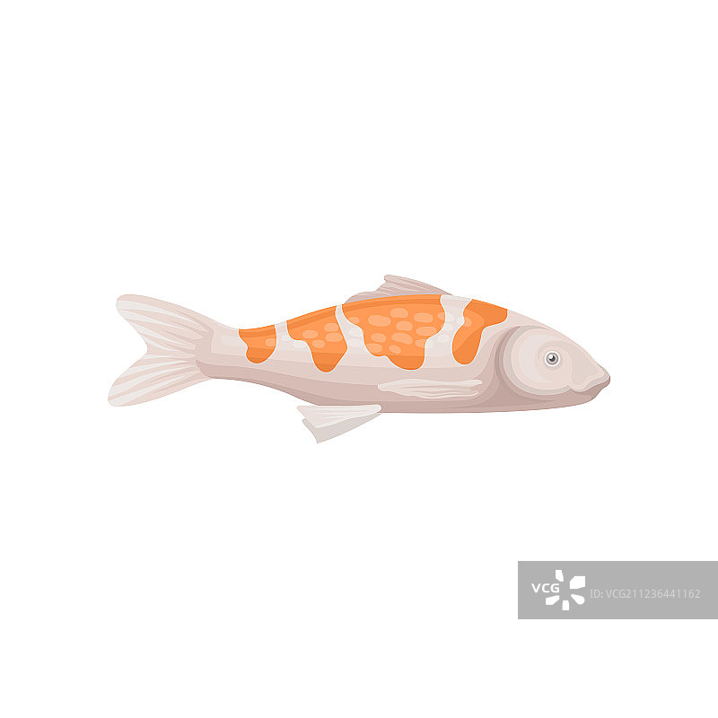 带亮橙色斑点的小锦鲤图片素材