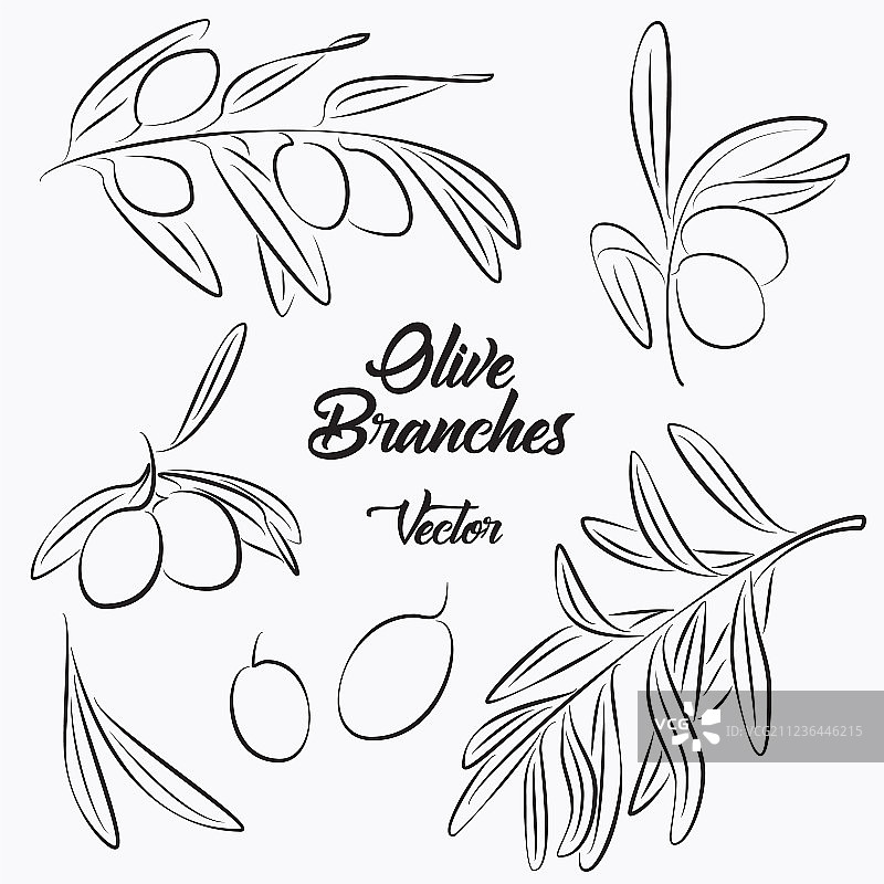 黑橄榄和橄榄枝图片素材
