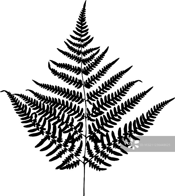 蕨叶轮廓剪影图片素材