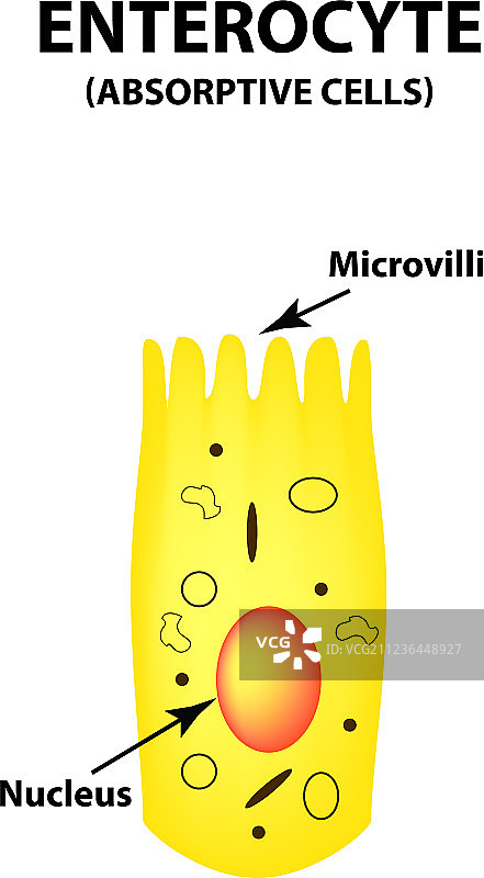 肠道吸收细胞结构图片素材