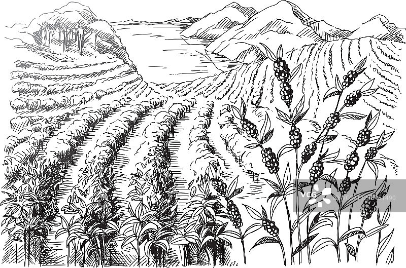 咖啡种植园景观图片素材