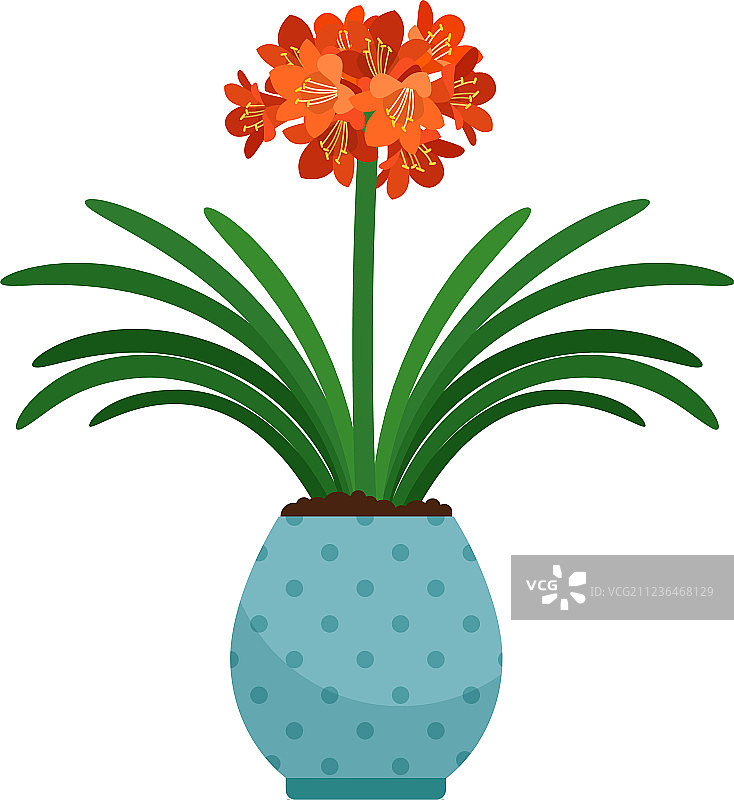 花盆中的君子兰盆栽图片素材