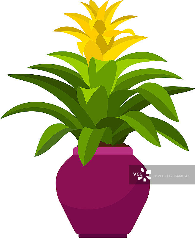 花盆中的擎天凤梨图片素材