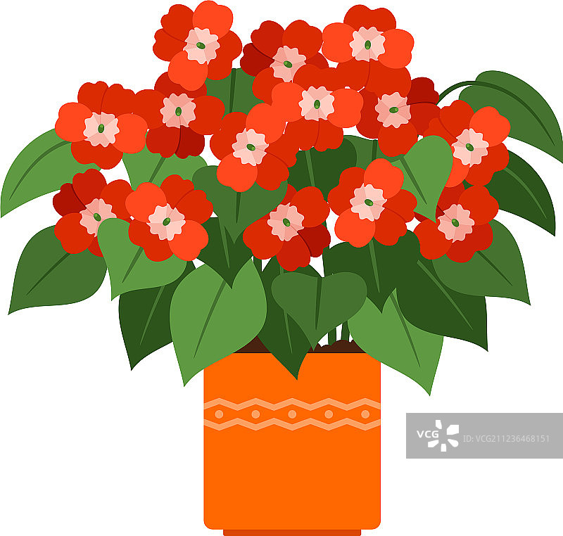 花盆里的非洲凤仙花图片素材