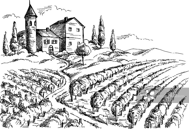 葡萄园葡萄植株和城堡图片素材