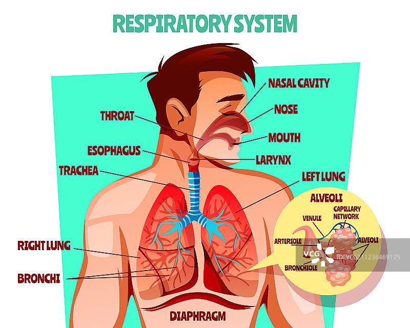 人体呼吸系统图片素材