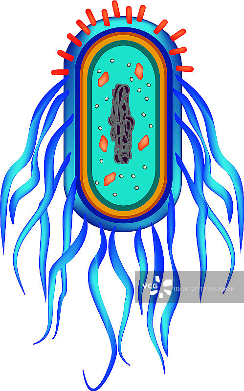 沙门氏菌的结构图片素材