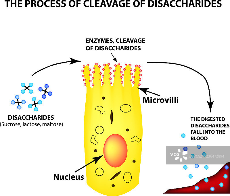二糖的裂解过程图片素材