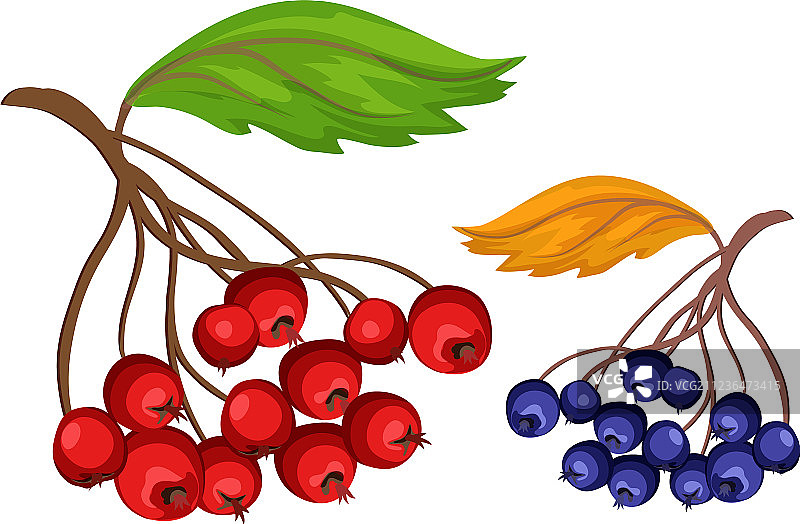 山楂蓝莓速写图片素材