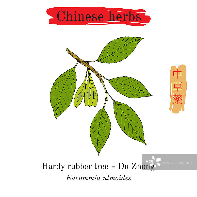 中国药用草本植物橡胶树图片素材