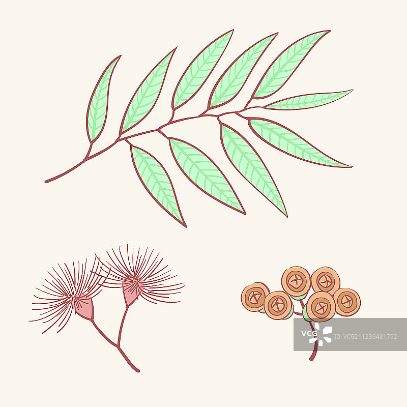 桉树蓝色阿贡尼斯百里香芦笋草本植物图片素材