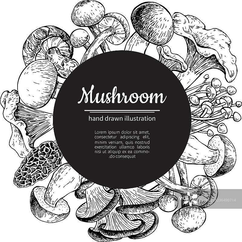 手绘蘑菇边框素描图片素材