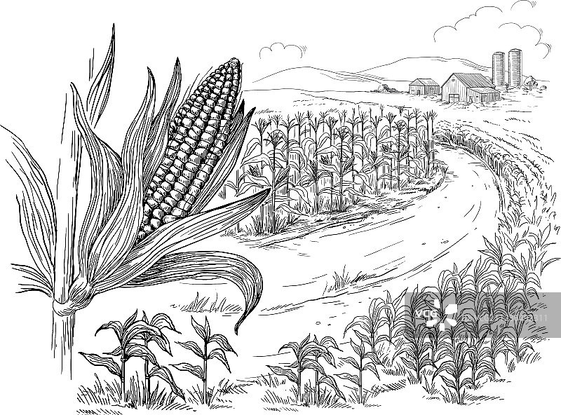 玉米地玉米秆素描图片素材