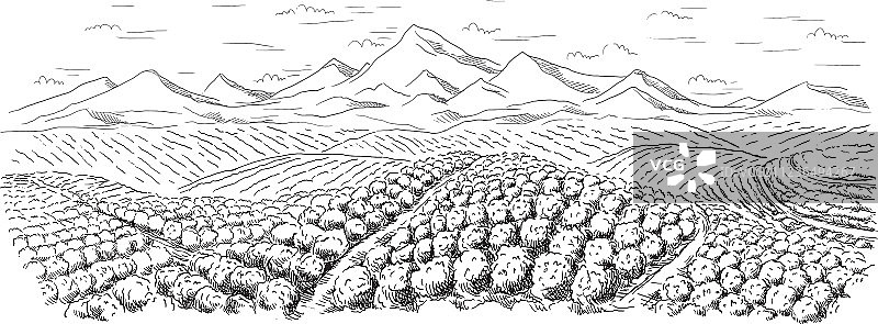 咖啡种植园景观图片素材