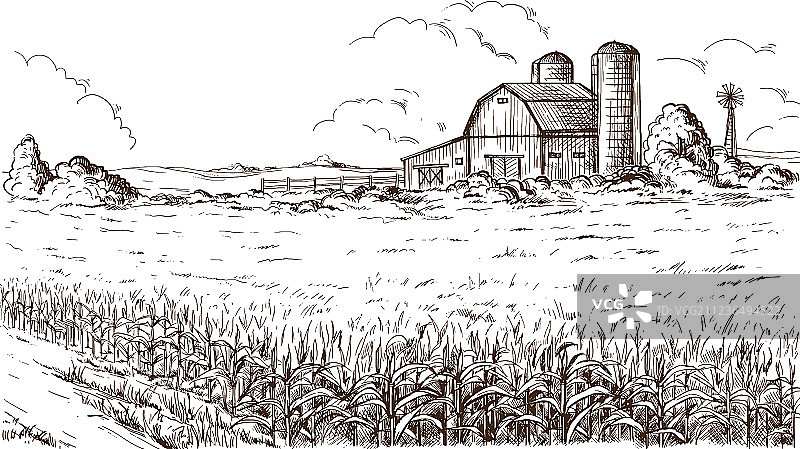 玉米地玉米秆素描图片素材