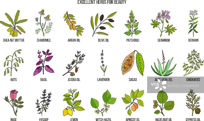 最佳美容草本图片素材