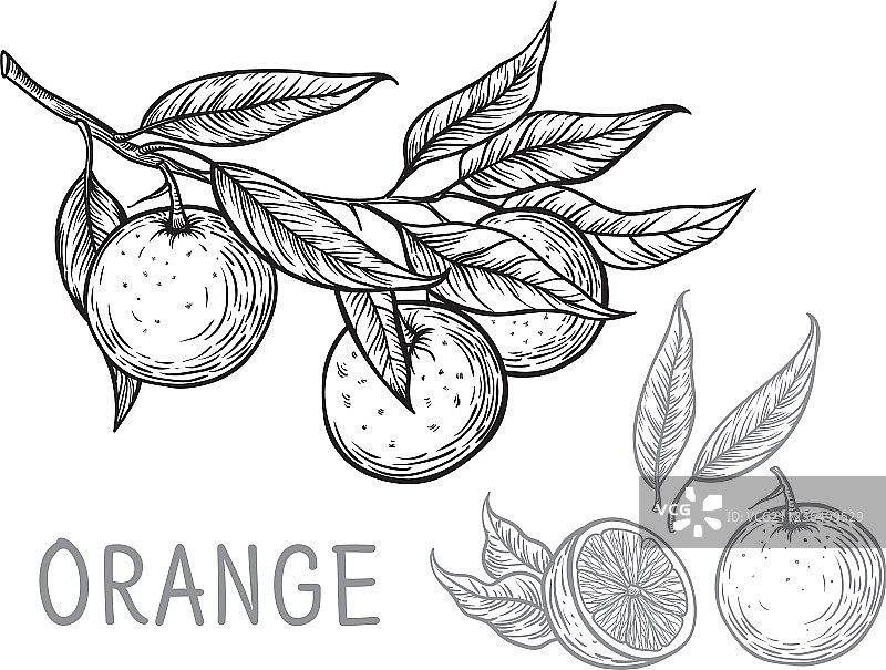手绘橙子草图图片素材