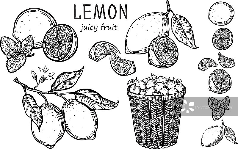 复古柠檬树素描图片素材