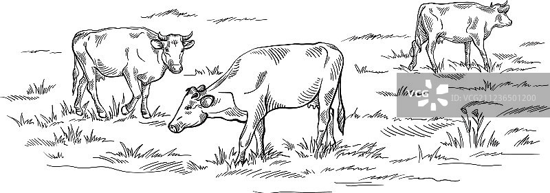 手绘草地上吃草的奶牛图片素材