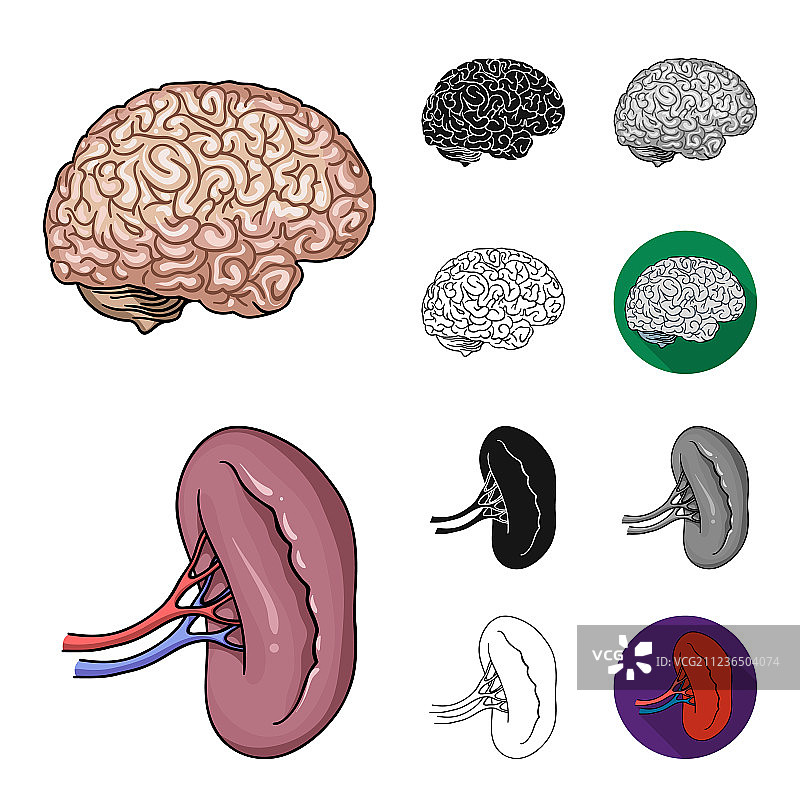人体器官卡通图片素材