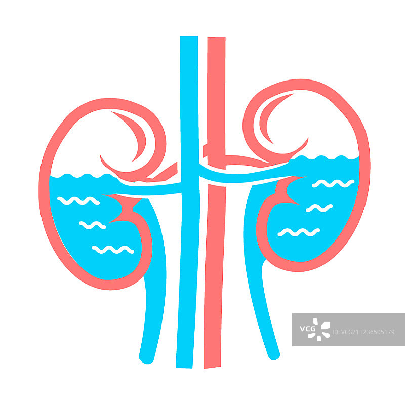 白色肾脏水概念图片素材