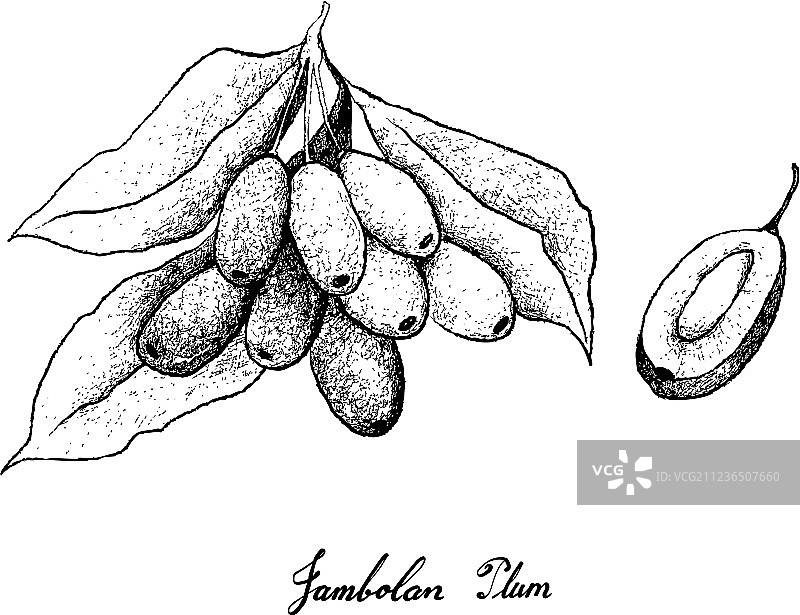 手绘白色背景乌榄图片素材