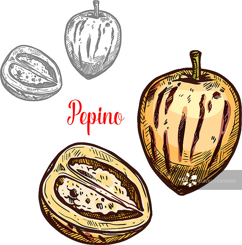 香瓜茄或异域香瓜梨素描设计图片素材