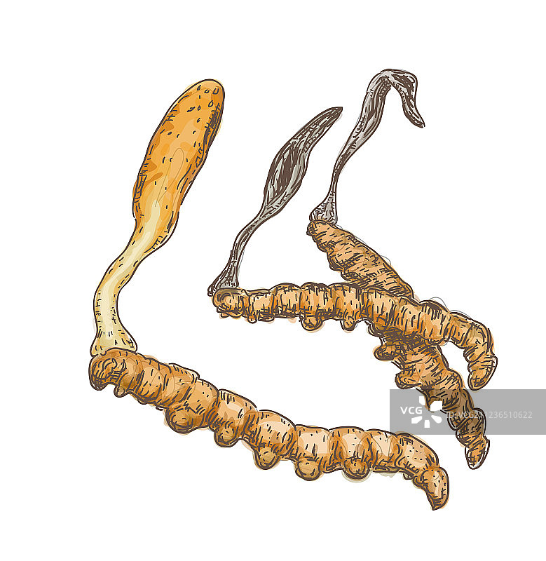 白色背景上的虫草图片素材