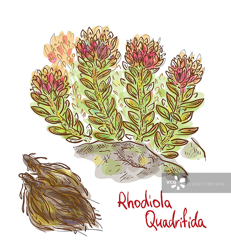 红景天植物与干燥的根图片素材