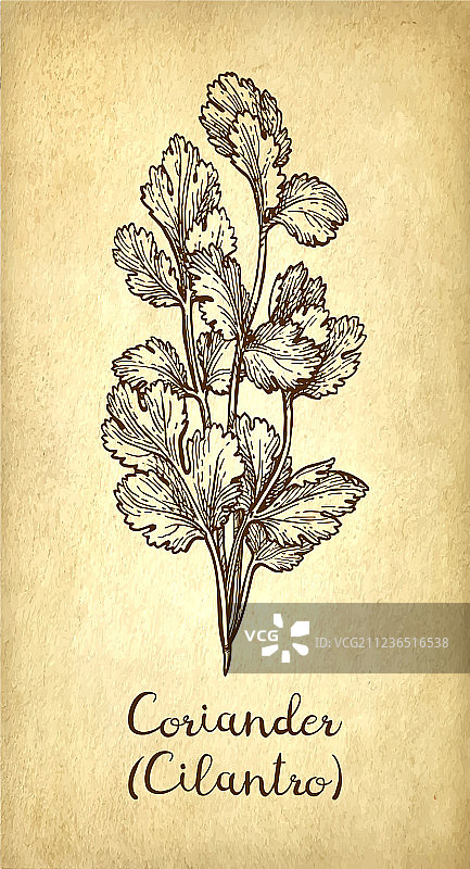 香菜墨水素描图片素材