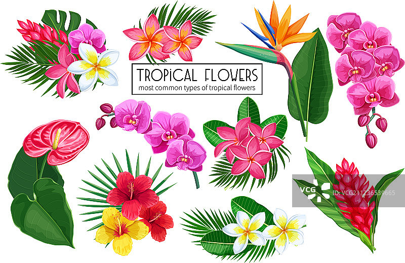 热带花卉套装图片素材