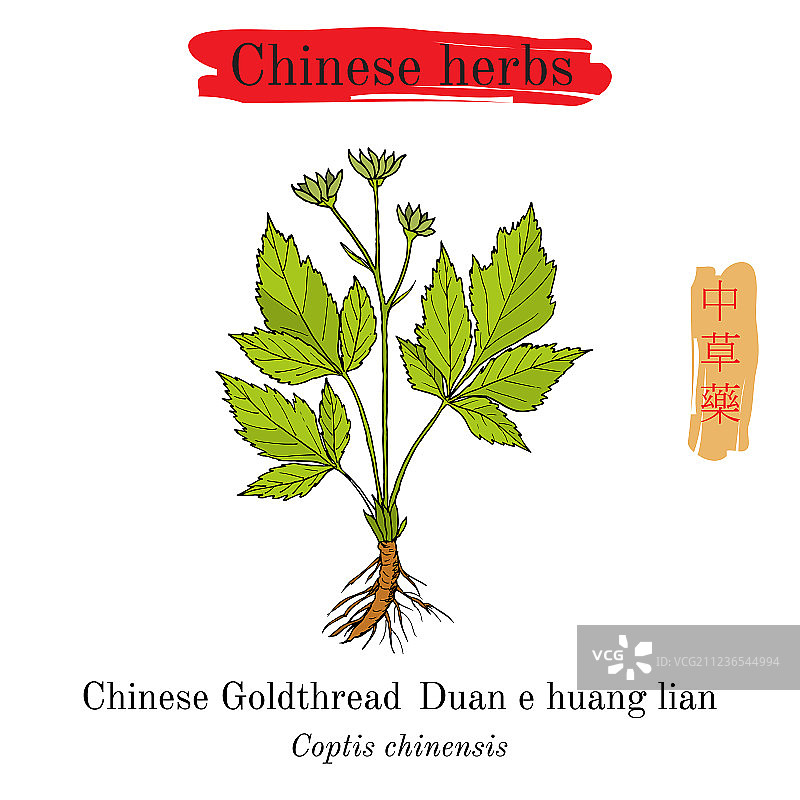 中药材黄连图片素材