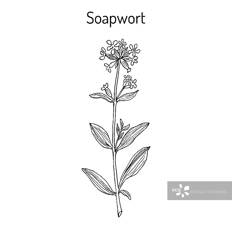 药用植物皂荚图片素材