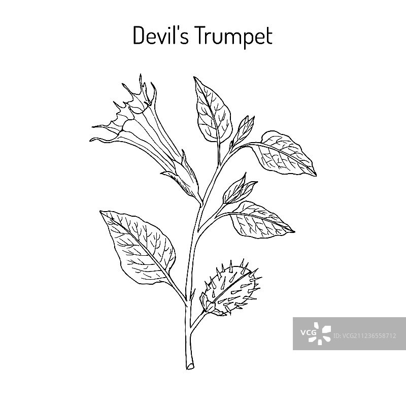 曼陀罗药用植物图片素材