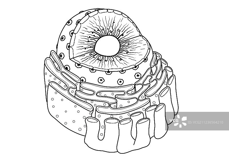 细胞核图片素材