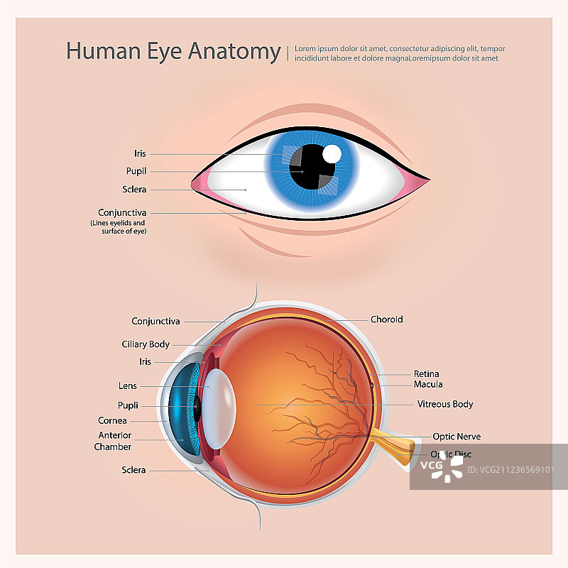 人眼解剖结构图片素材