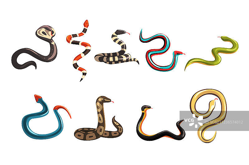 各种蛇的彩色集合图片素材