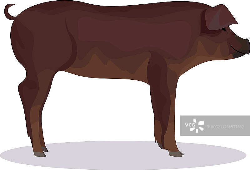 杜洛克猪卡通图片素材