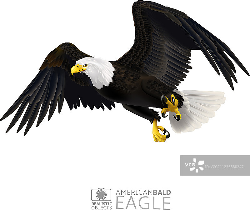 单独的美国白头海雕图片素材