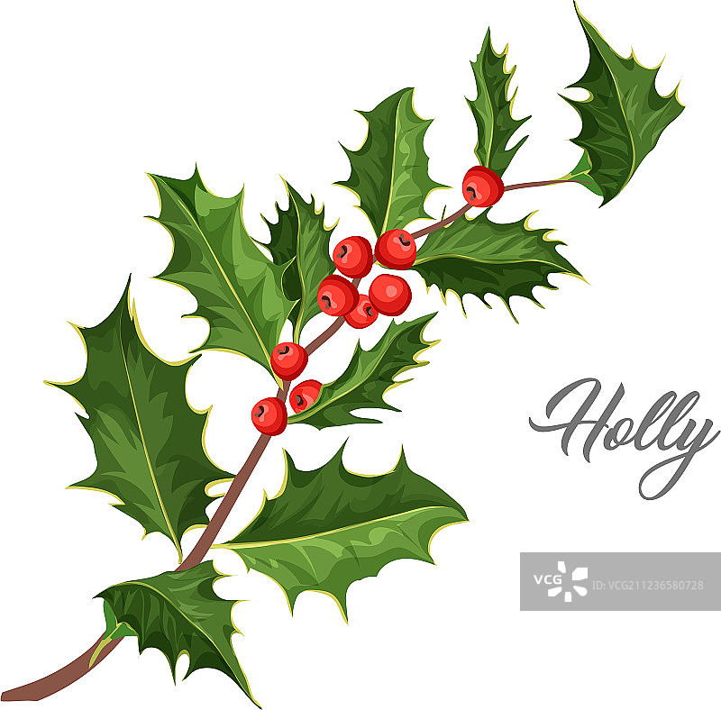 圣诞冬青槲寄生叶图片素材