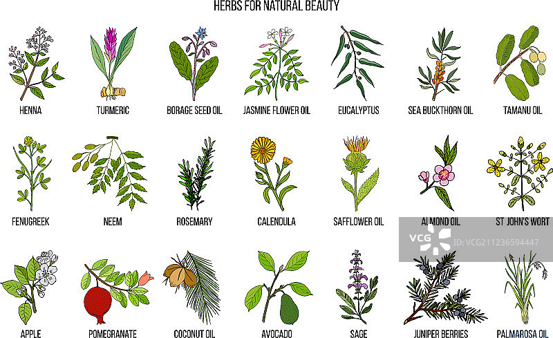 天然美容最佳草药图片素材