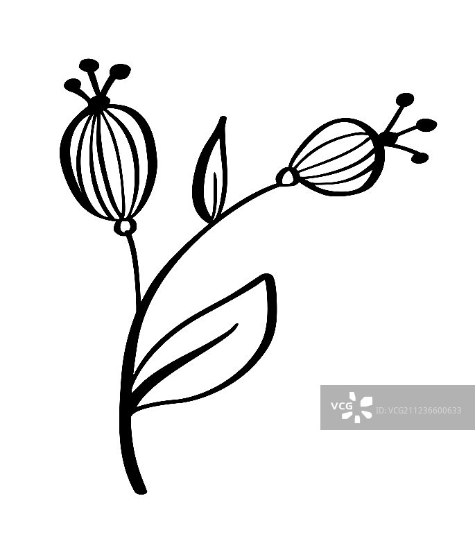 手绘现代花卉素描图片素材