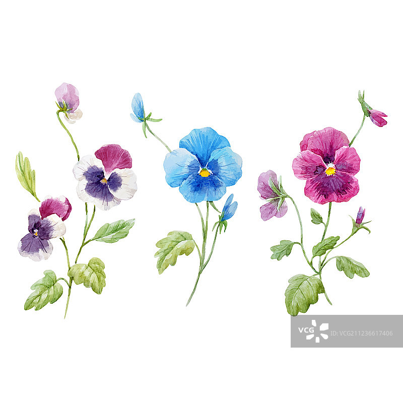 水彩三色堇花朵套装图片素材