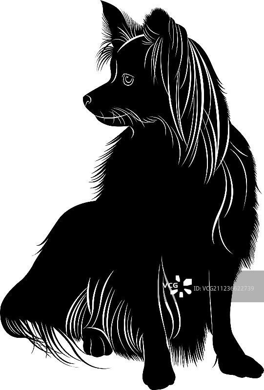 蝴蝶犬图片素材