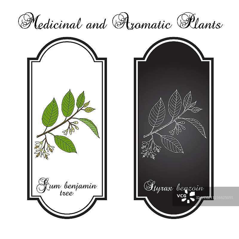 安息香树药用植物图片素材