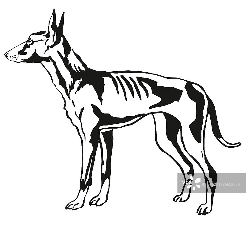 伊比赞猎犬装饰肖像图片素材