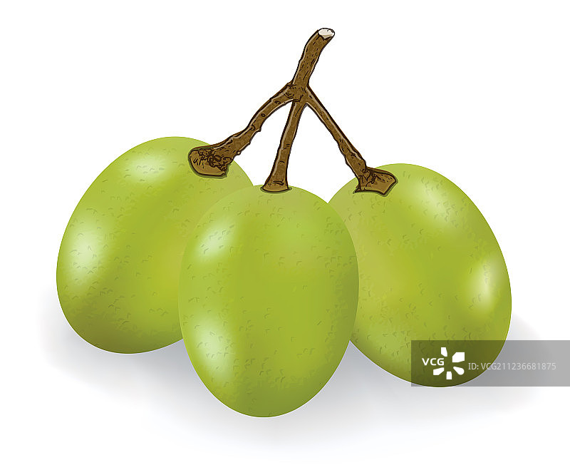 白色背景上的绿葡萄图片素材