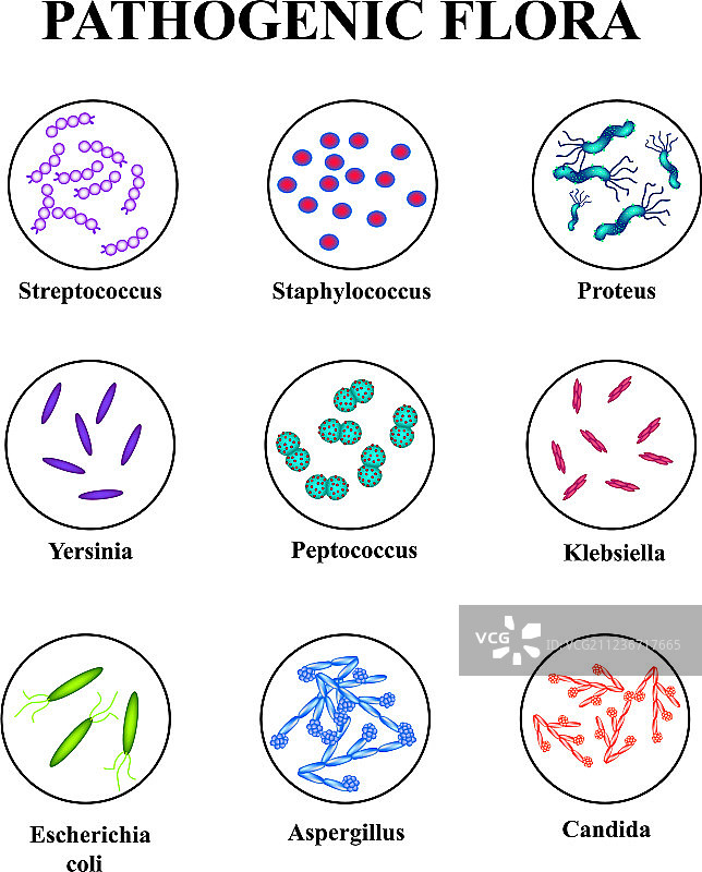肠道菌群信息图图片素材